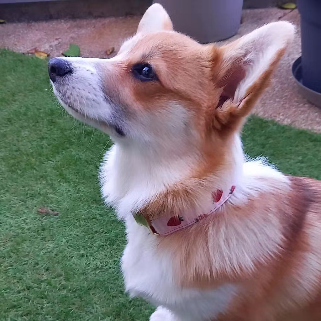 Strawberry | Collier pour chien à rayures roses - motif fraises, fait main