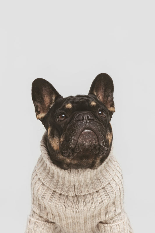 Bone| Pull pour chien blanc cassé - doux & confortable - Jean - Poil - XS