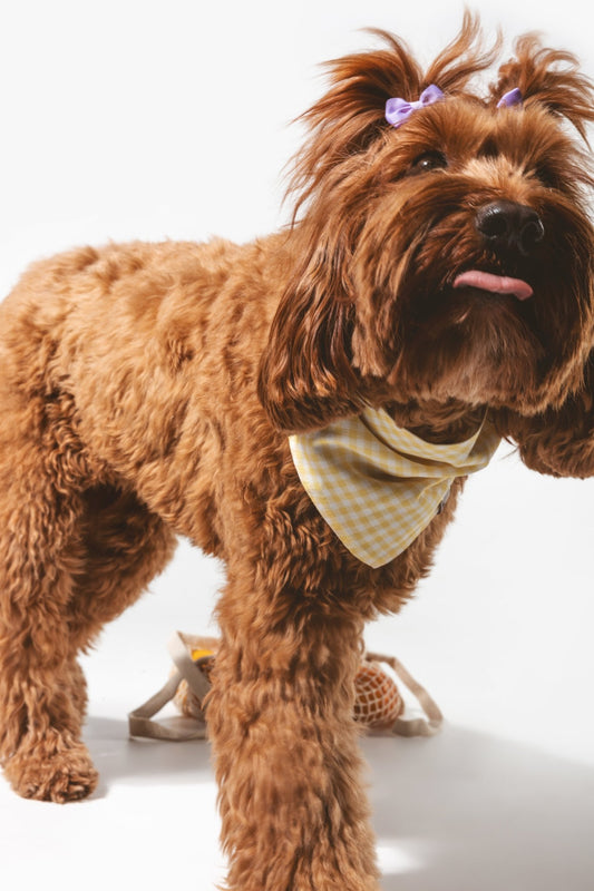 Bouton d'or | Bandana pour chien à carreaux jaunes, fait main - Jean - Poil - S