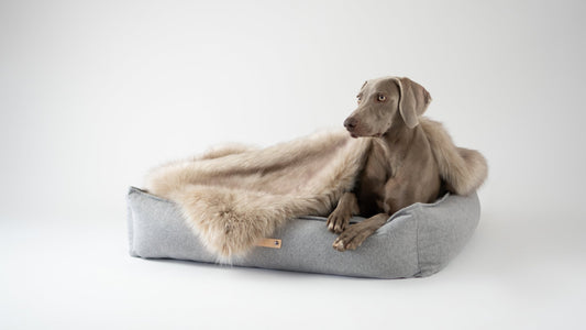 Föra | Couverture greige double face douce et chaude pour chien - Jean - Poil - Greige