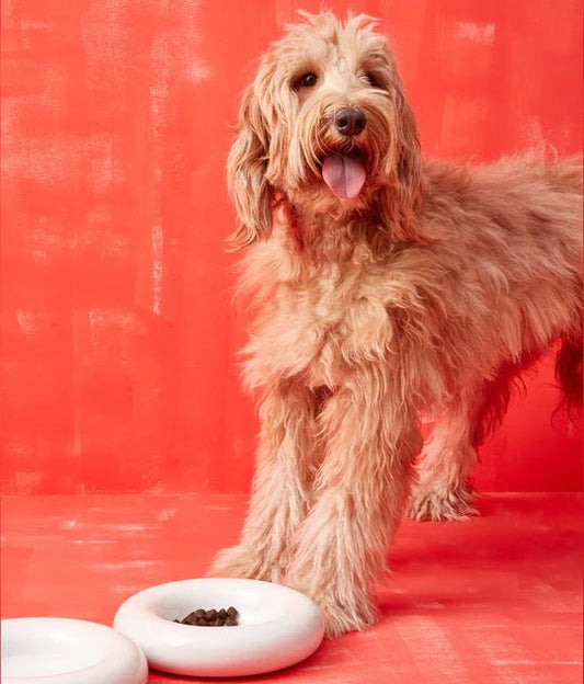 Hotdog | Gamelle en céramique artisanale jaune pour chat - Jean - Poil - Blanc
