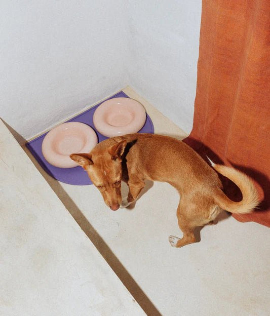 Hotdog | Gamelle en céramique artisanale jaune pour chat - Jean - Poil - Rose