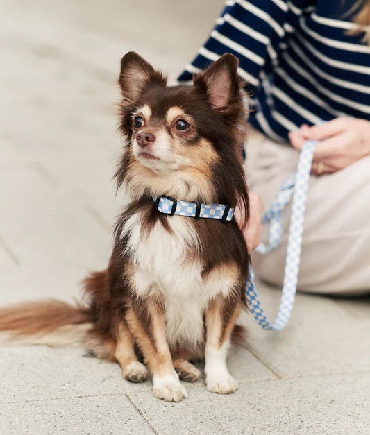 Juno | Collier pour chien en tissu recyclé PET vichy bleu – réglable et anti - frottements - Jean - Poil - 2XS