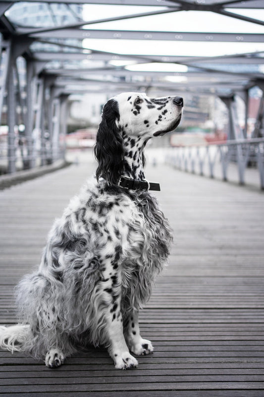 Kollu | Collier pour chien en cuir italien – Noir - Jean - Poil - XS