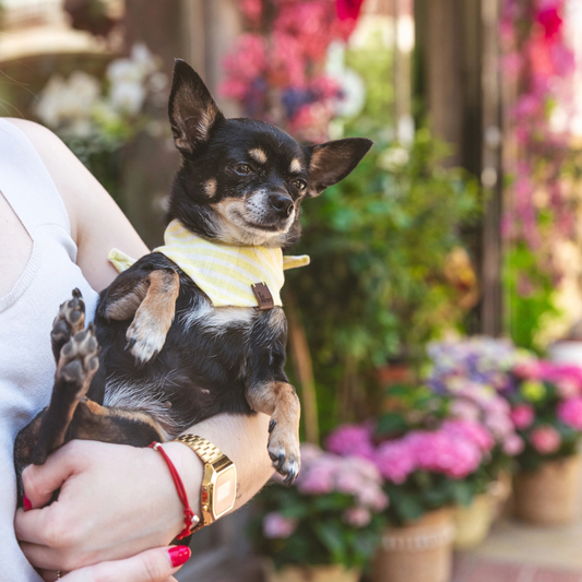 Levante | Bandana pour chien à rayures estivales, fait main - Jean - Poil - S