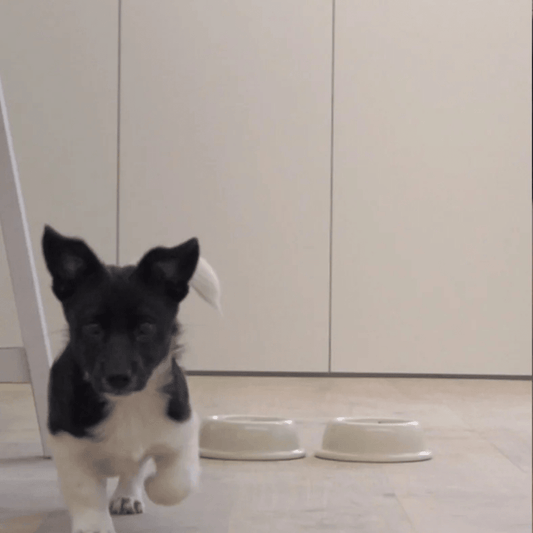 Pacifica | Gamelle pour chat en grés fin - Jean - Poil - Anthracite