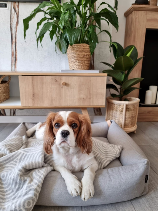 Shapes | Couverture design graphique en coton pour chien et chat - Jean - Poil - Otsa