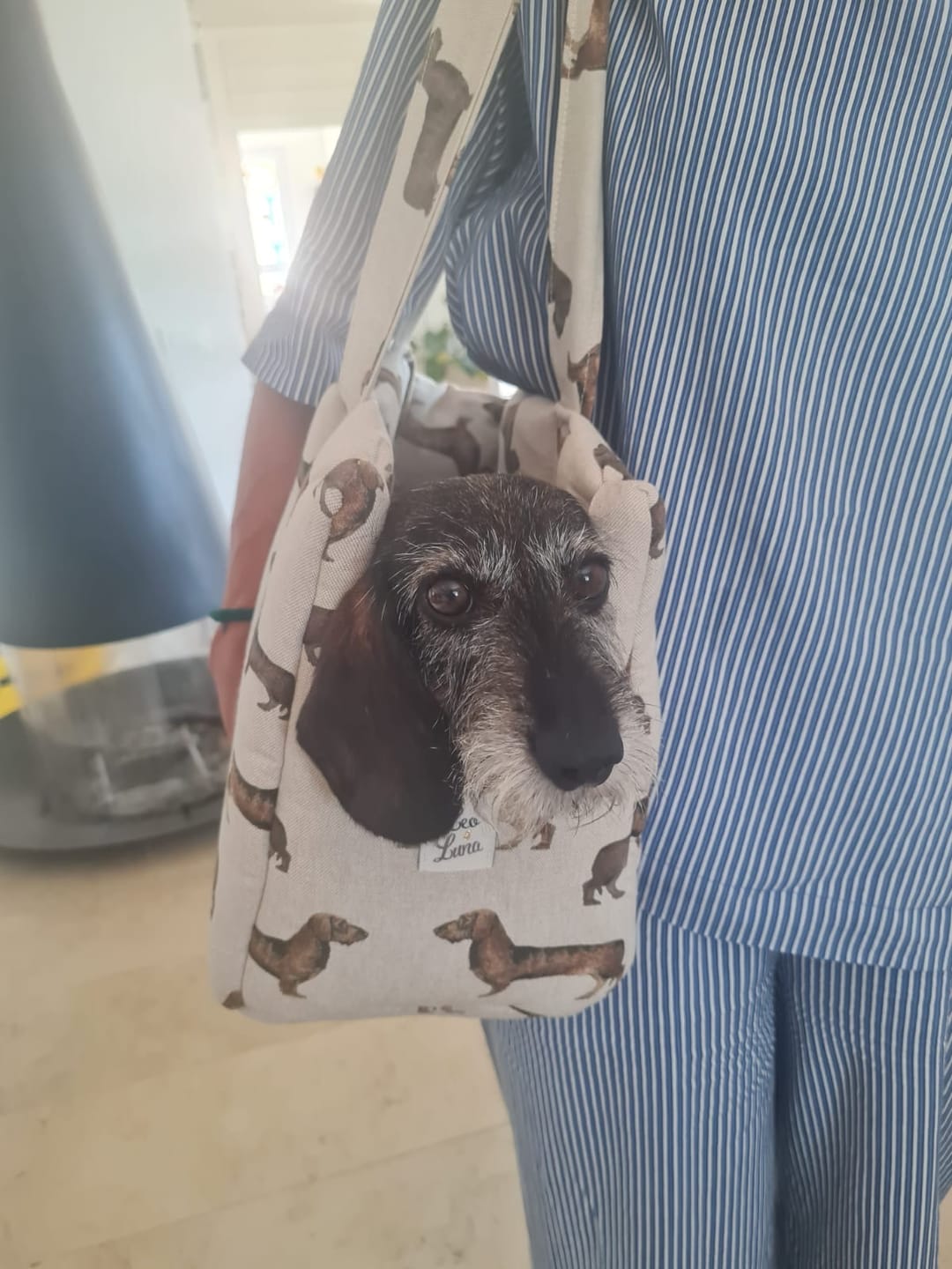 Teckel | Sac de transport pour chien en coton - fabrication artisanale - Jean - Poil - S
