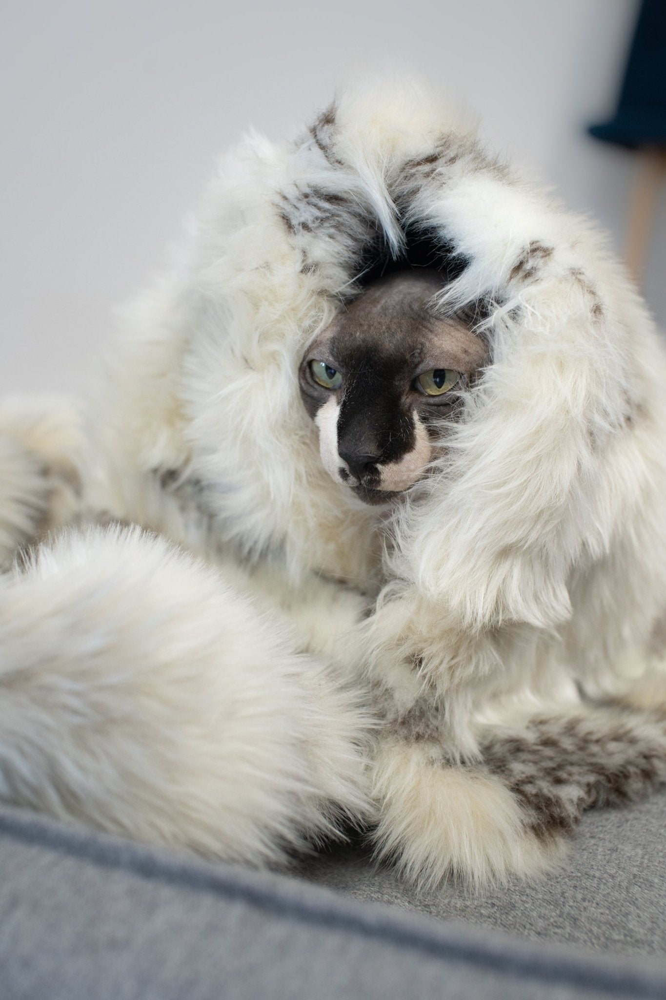 Tösse | Couverture double face douce et chaude pour chat - Jean - Poil - S