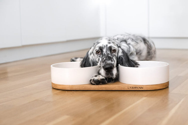 La sous-collection Manger &amp; Boire regroupe des gamelles design, bols en céramique et distributeurs élégants, conçus pour allier esthétique et praticité.