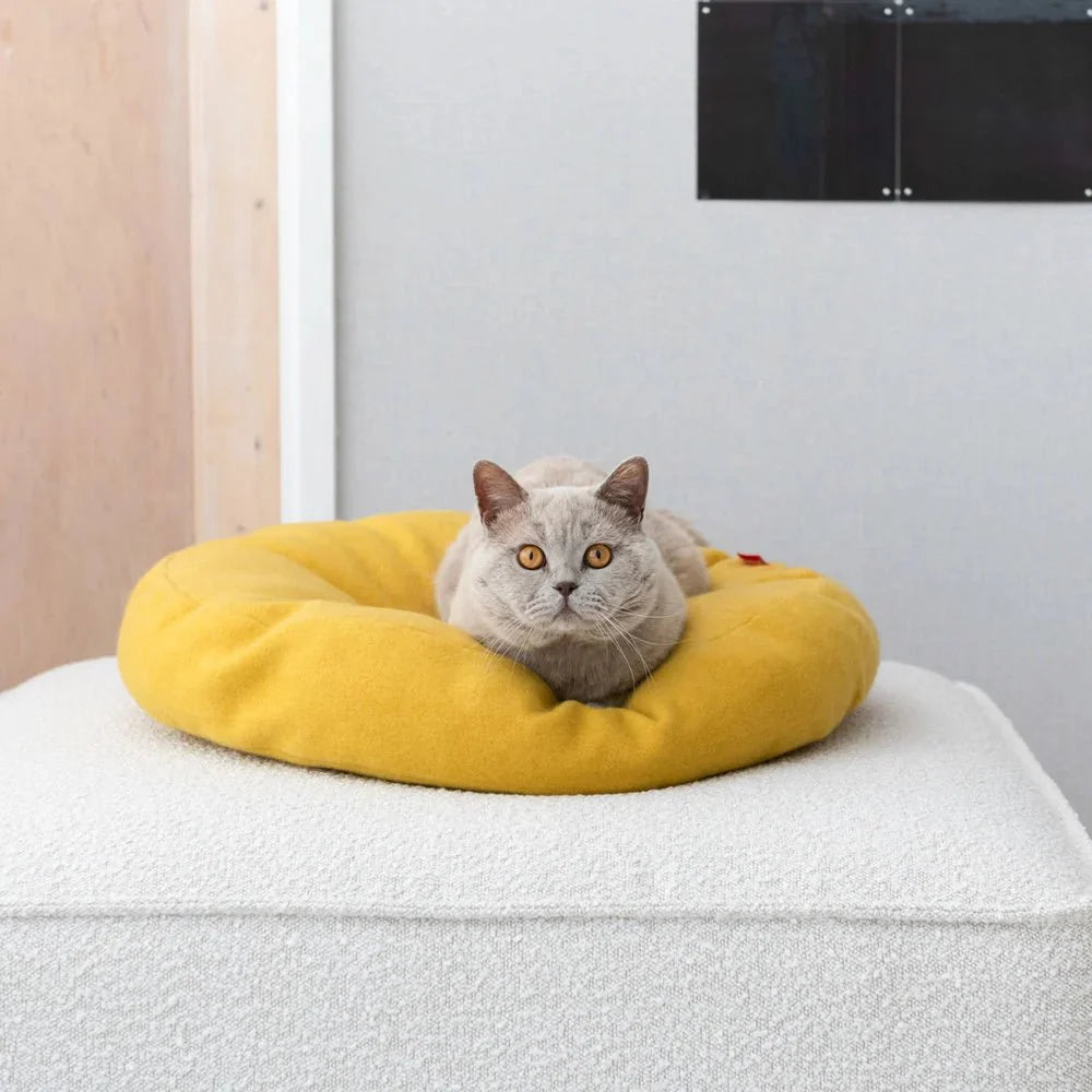 Lits & Matelas chat - Jean-Poil