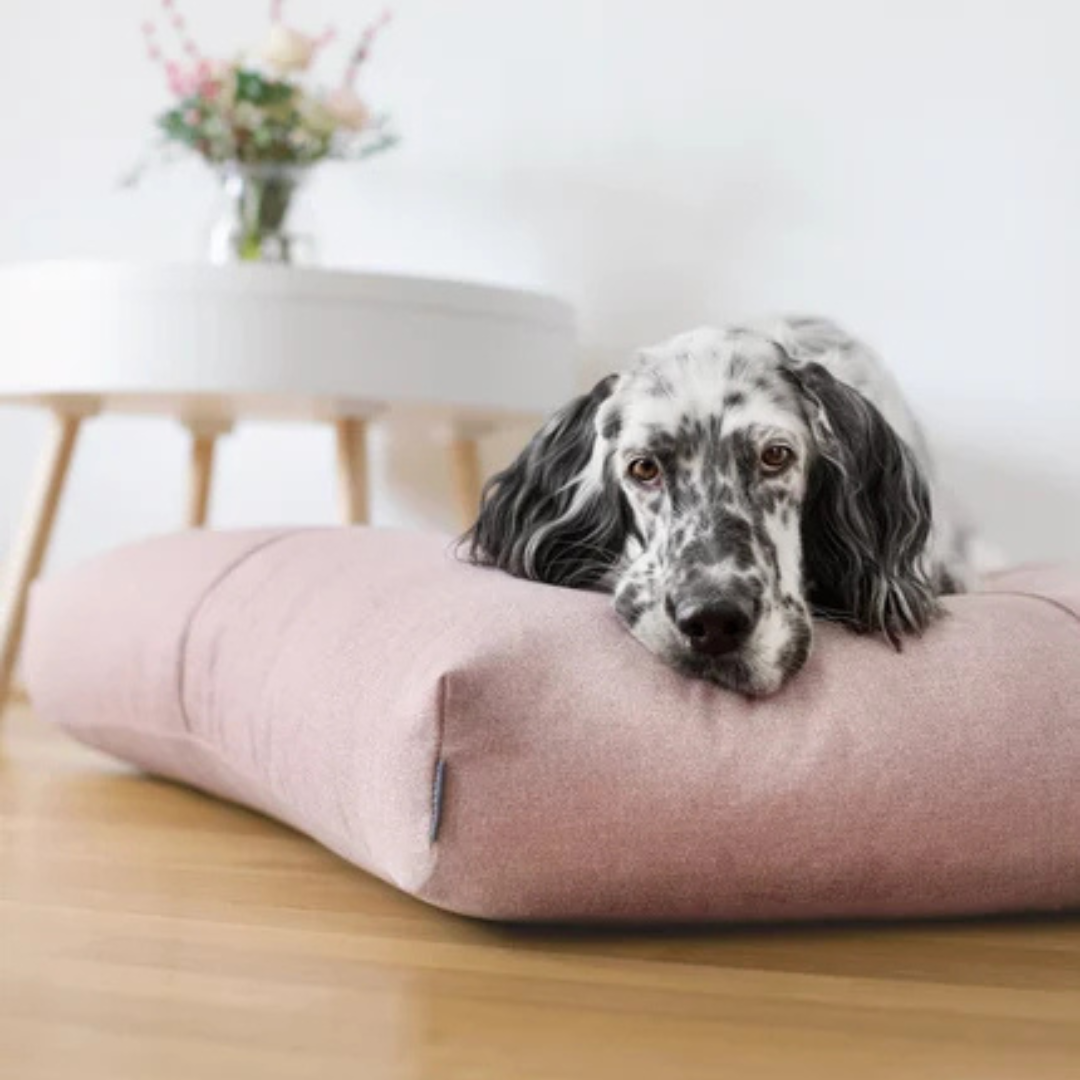 Lits & Matelas chien - Jean-Poil