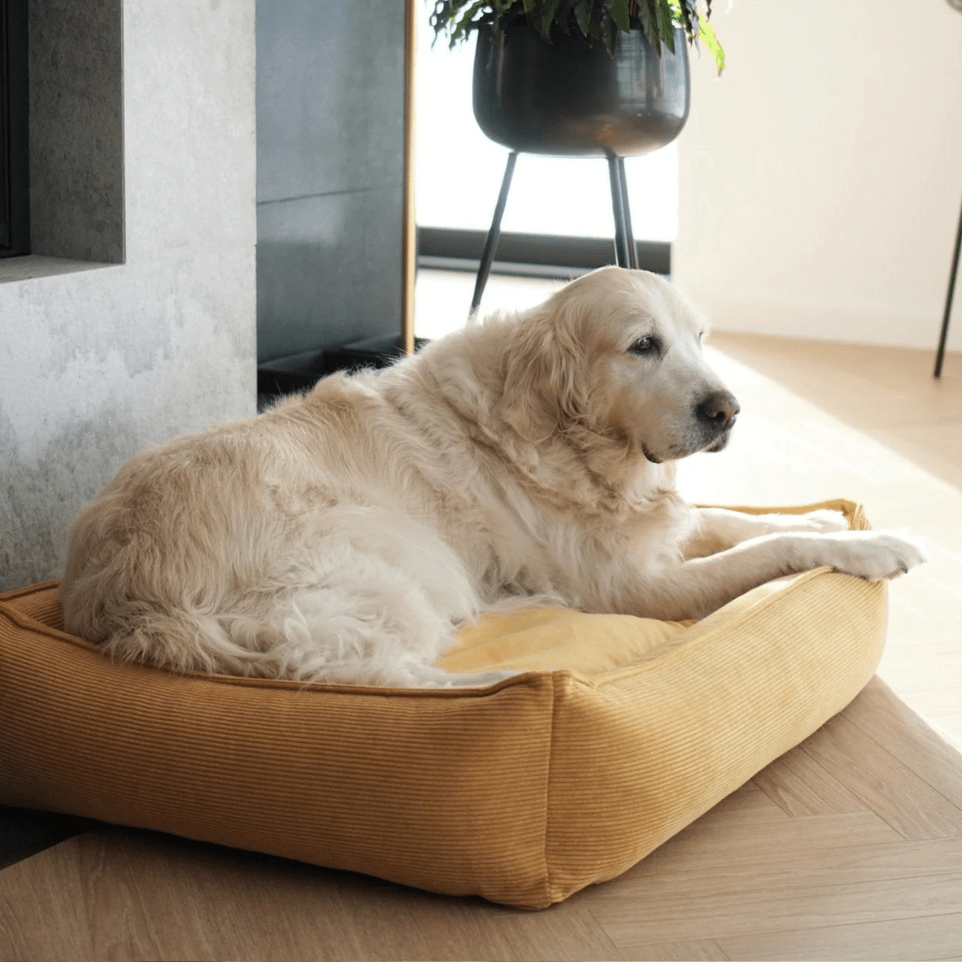 Paniers chien - Jean-Poil