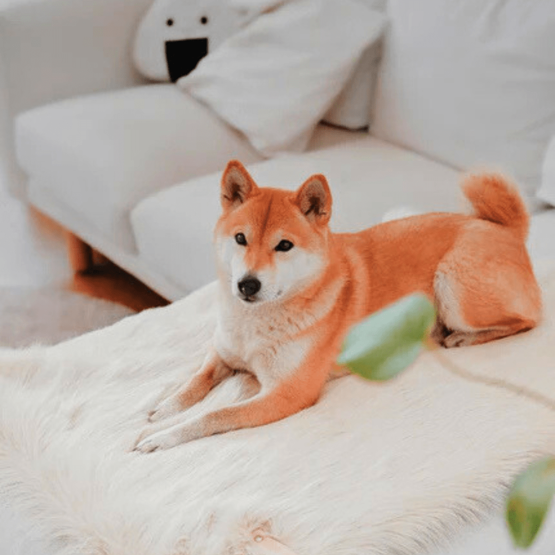 Plaids & Couvertures chien - Jean-Poil