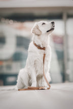 Kollu | Collier pour chien en cuir italien – Camel