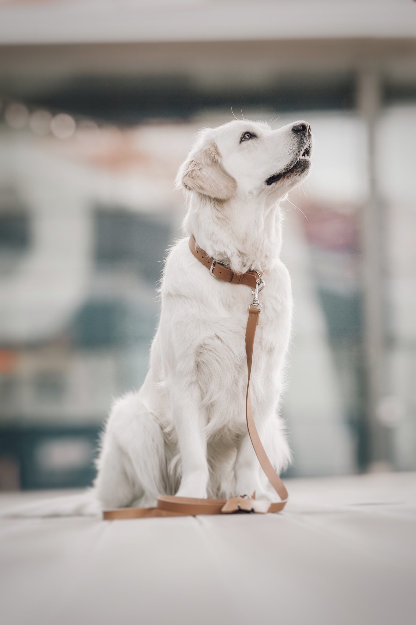 Kollu | Collier pour chien en cuir italien – Camel