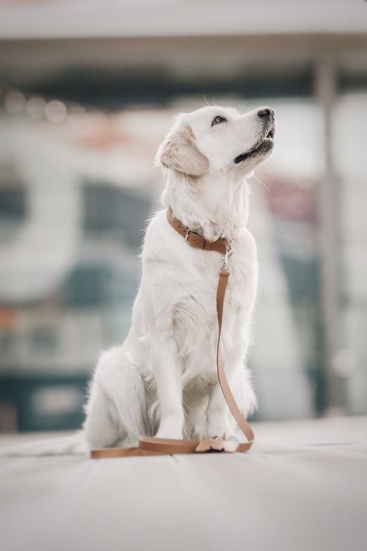 Kollu | Collier pour chien en cuir italien – Camel