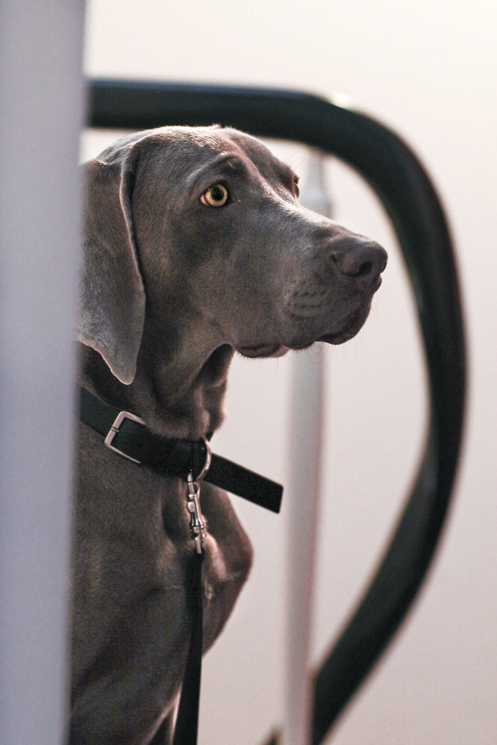 Kollu | Collier pour chien en cuir italien – Noir