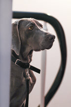 Kollu | Collier pour chien en cuir italien – Noir