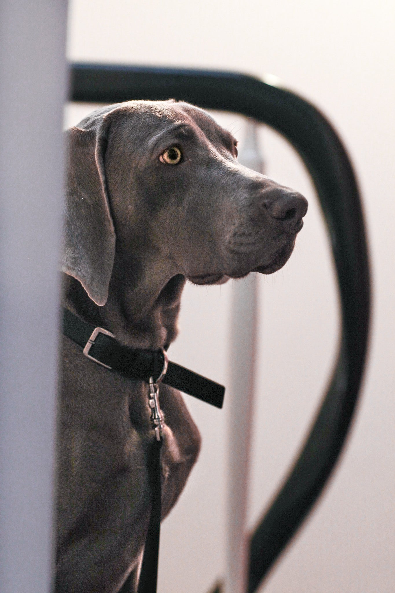 Kollu | Collier pour chien en cuir italien – Noir