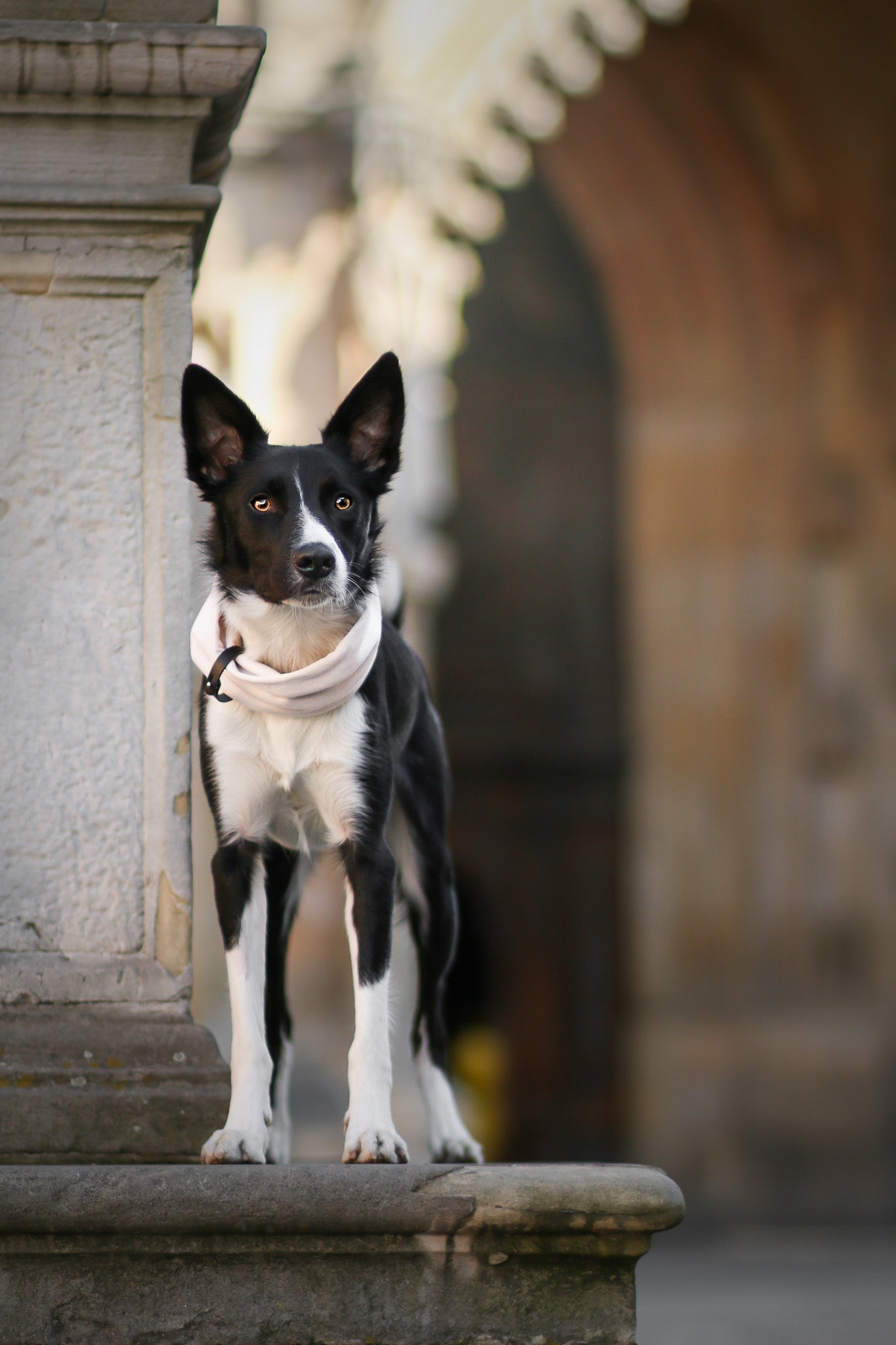 Inko | Cache-cou pour chien