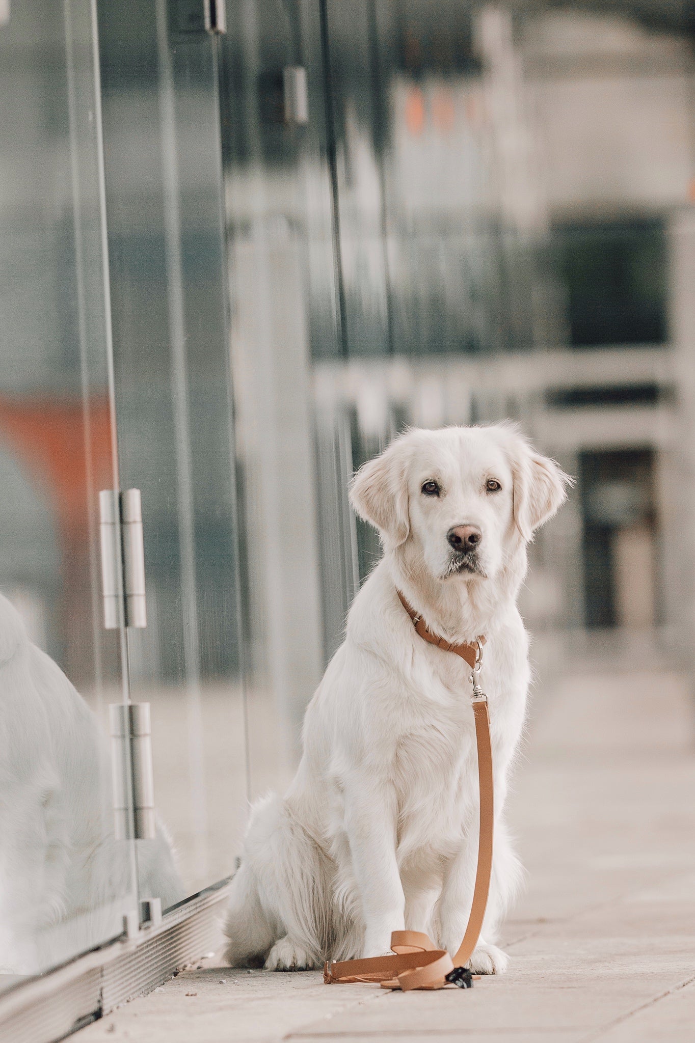 Lussa | Laisse pour chien en cuir italien - Camel