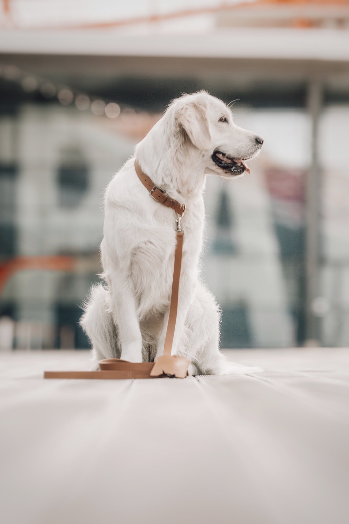 Lussa | Laisse pour chien en cuir italien - Camel