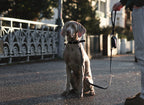 Lussa | Laisse pour chien en cuir italien - Noir