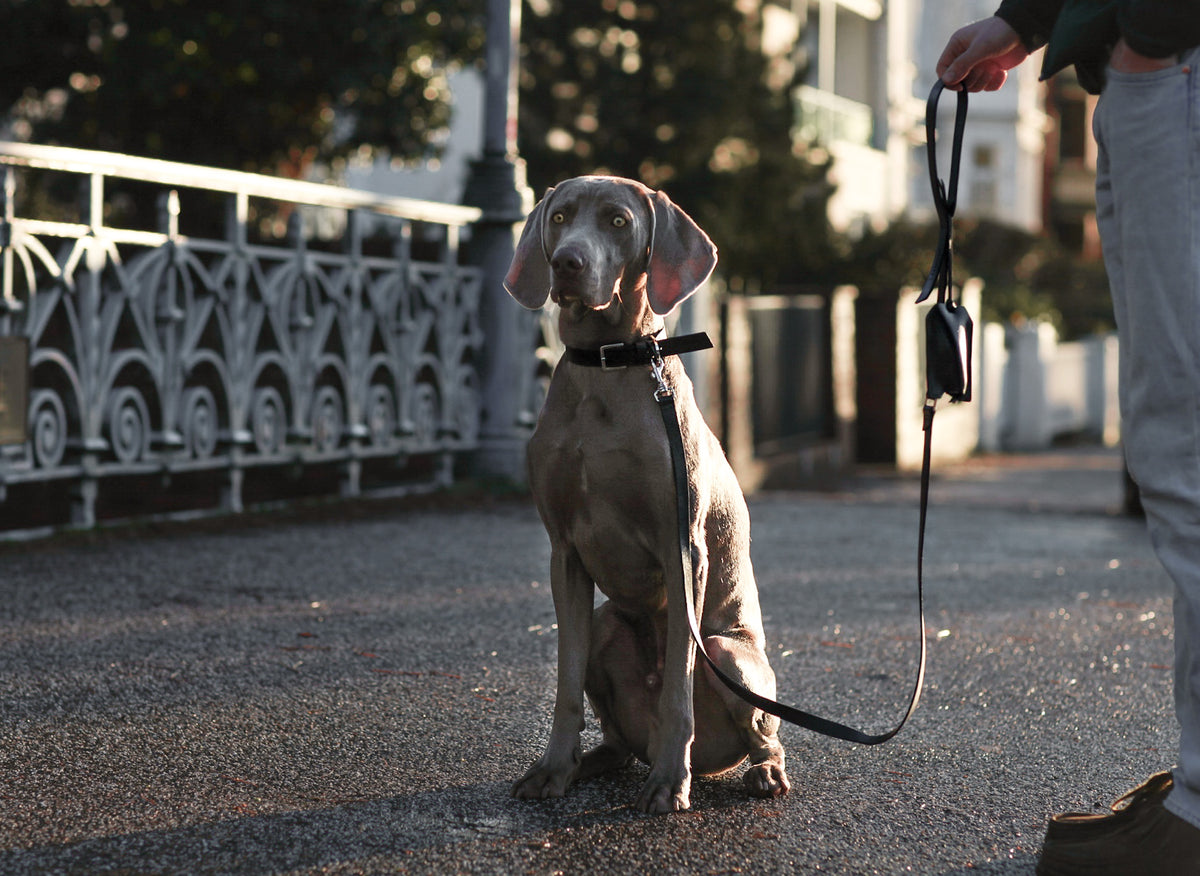 Lussa | Laisse pour chien en cuir italien - Noir