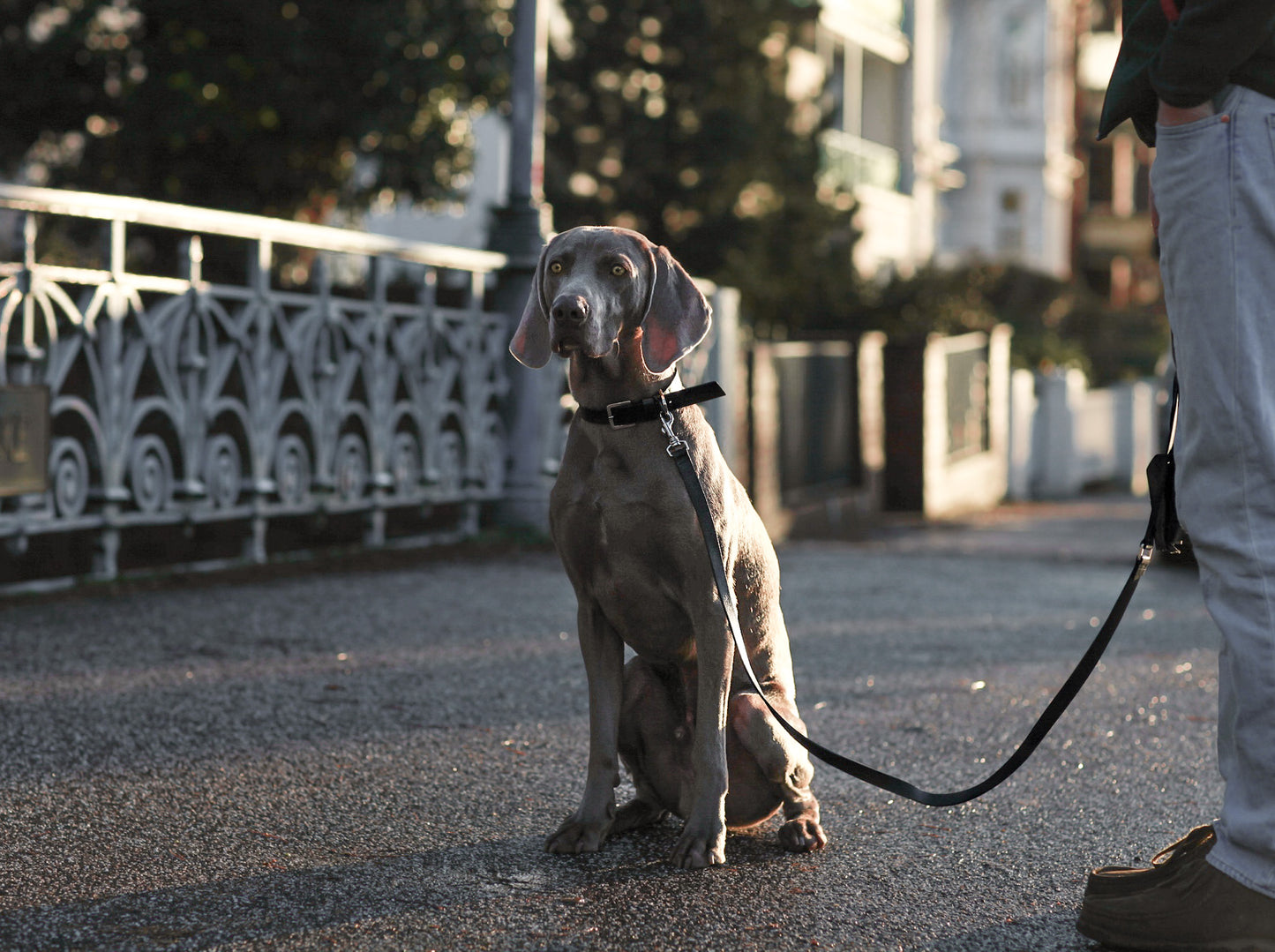 Lussa | Laisse pour chien en cuir italien - Noir