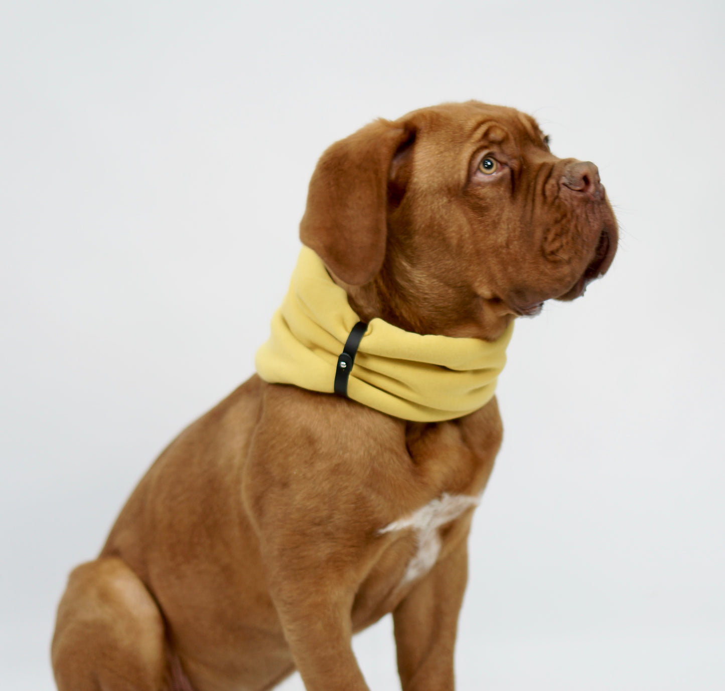 Inko | Cache-cou pour chien