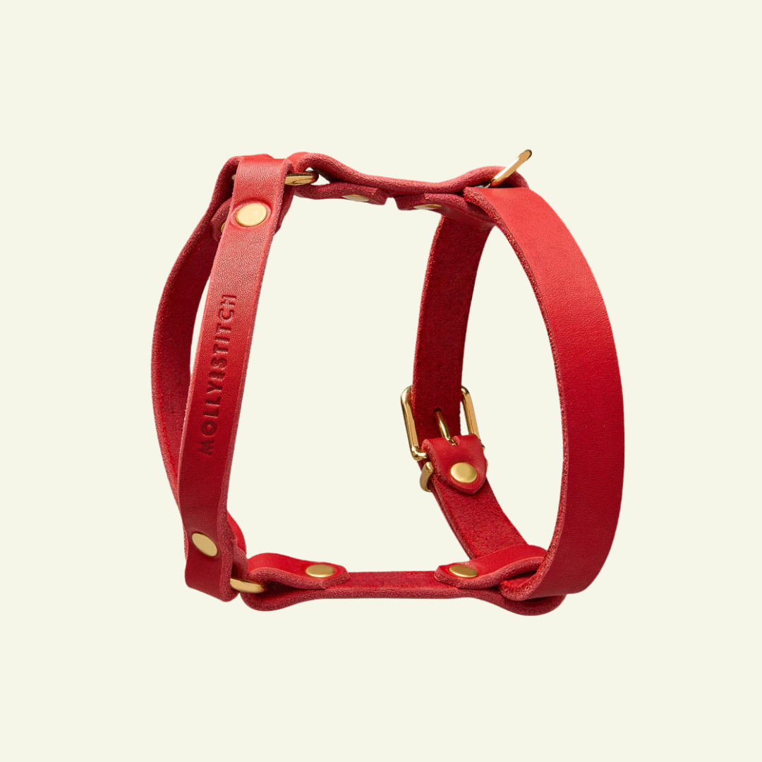Butter Y | Harnais pour chien en cuir, finition laiton ou acier (10 coloris)