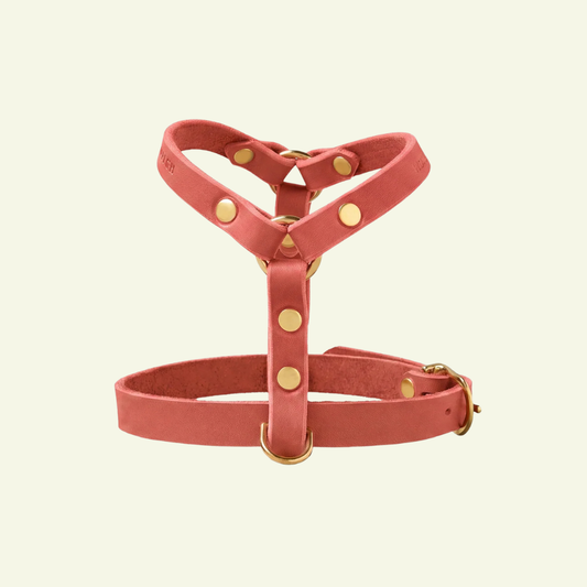 Butter Y | Harnais pour chien en cuir, finition laiton ou acier (10 coloris)