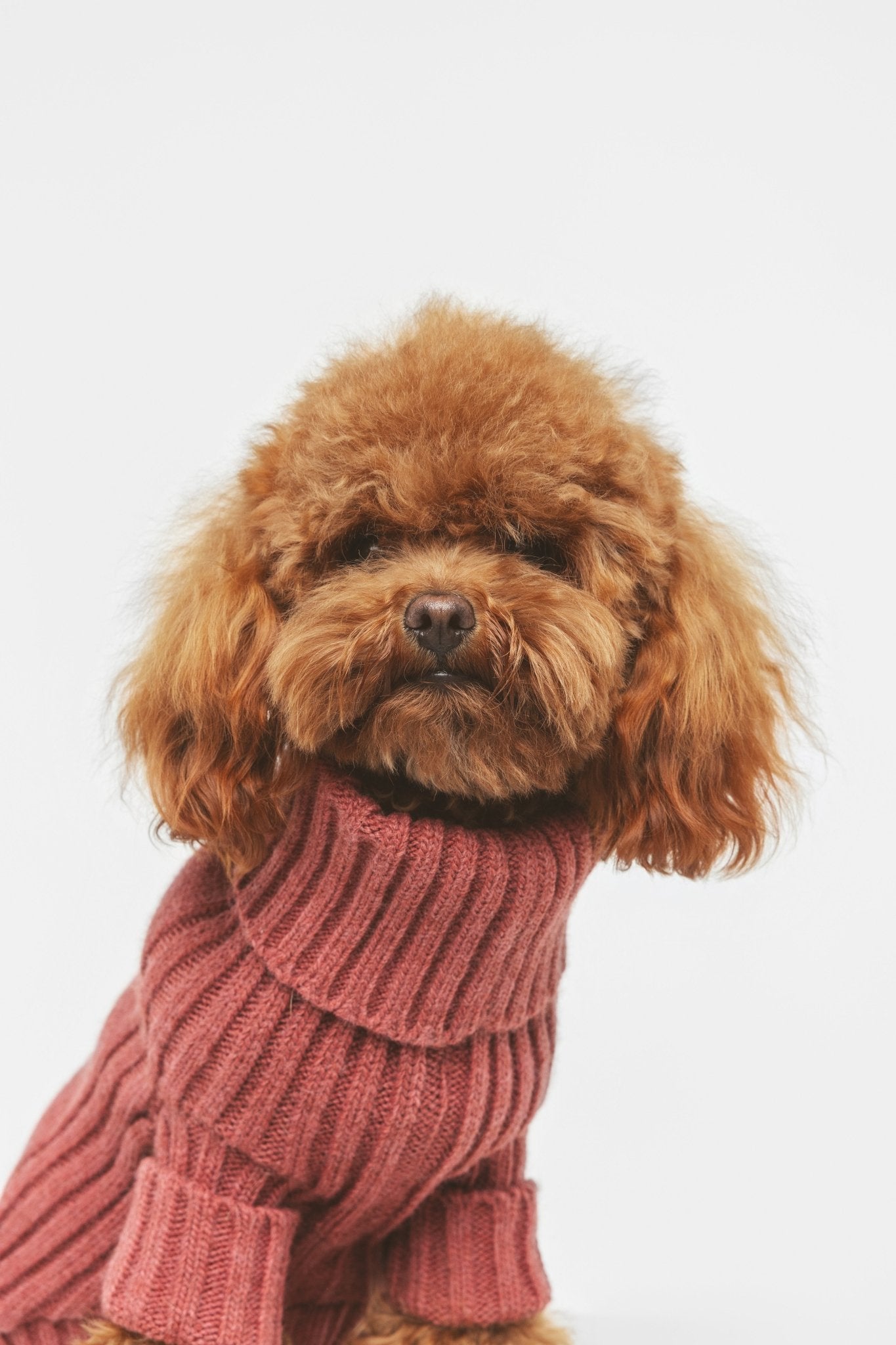 Argile | Pull pour chien rouge brique - chaud & élégant - Jean - Poil - XS