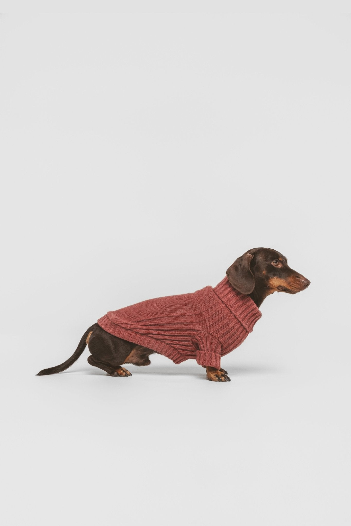 Argile | Pull pour chien rouge brique - chaud & élégant - Jean - Poil - XS
