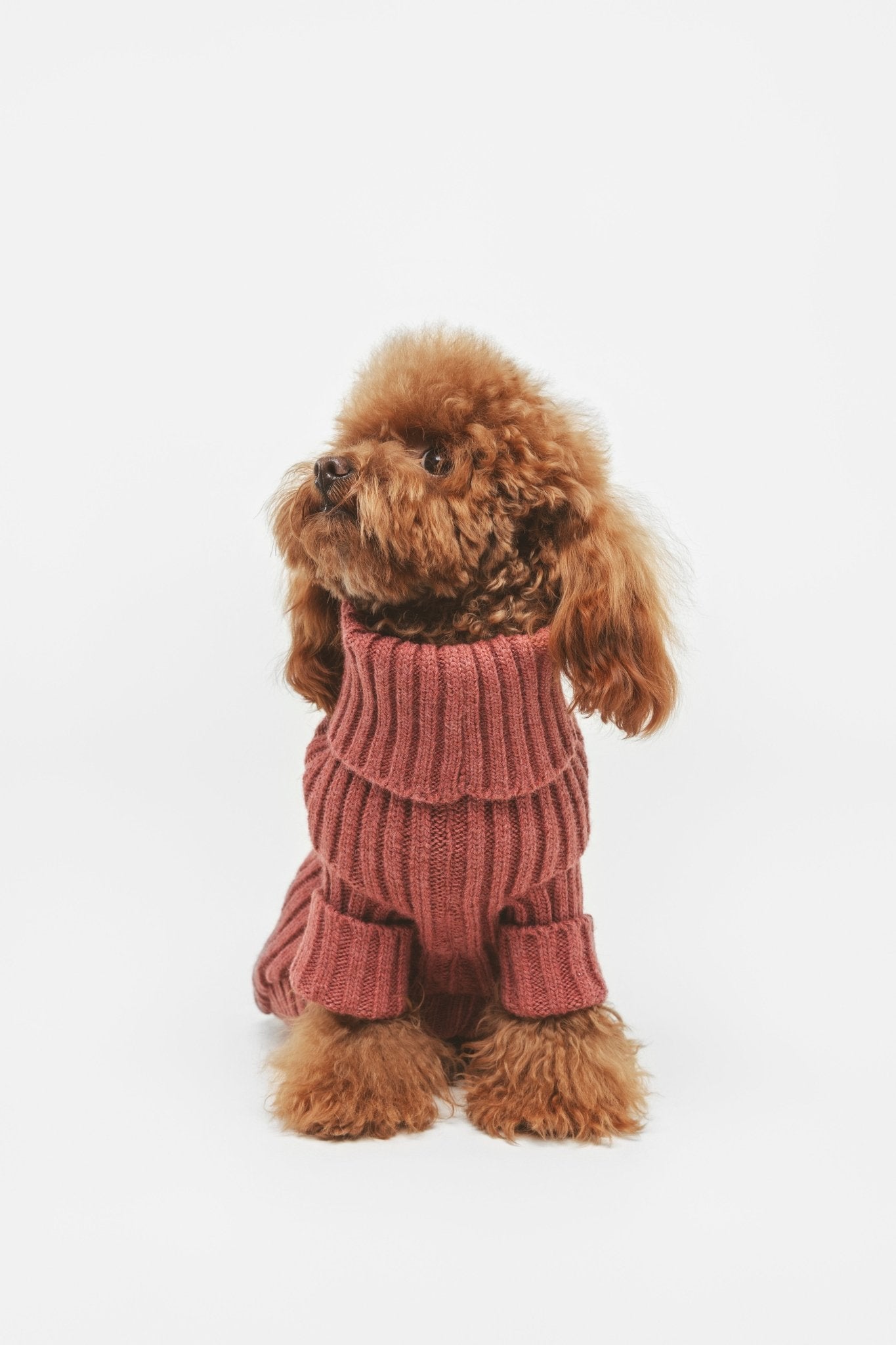 Argile | Pull pour chien rouge brique - chaud & élégant - Jean - Poil - XS