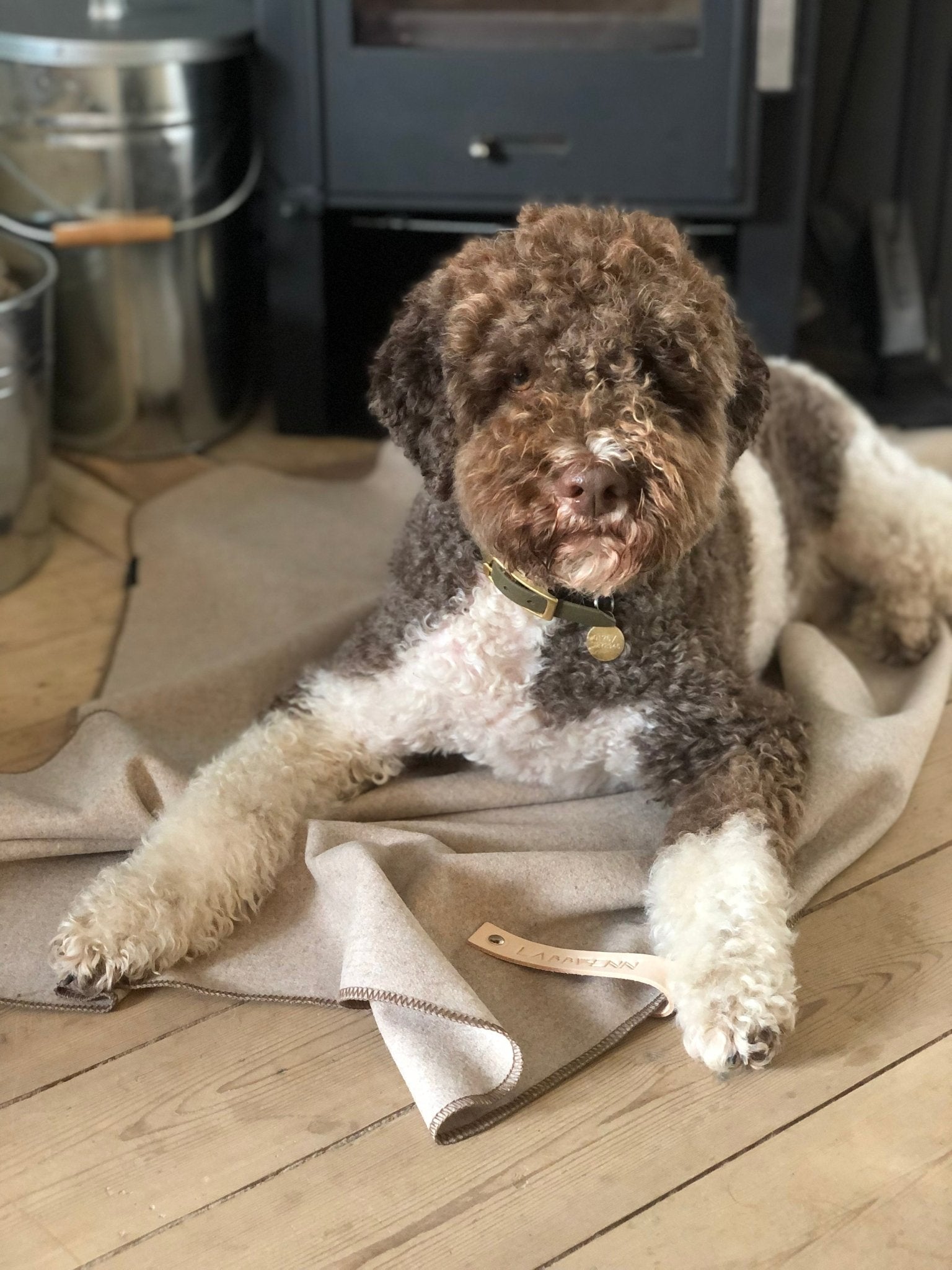 Asnen | Couverture en laine naturelle chaude et élégante pour chien - Jean - Poil - Gris