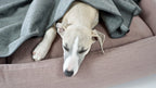 Asnen | Couverture en laine naturelle chaude et élégante pour chien - Jean - Poil - Gris