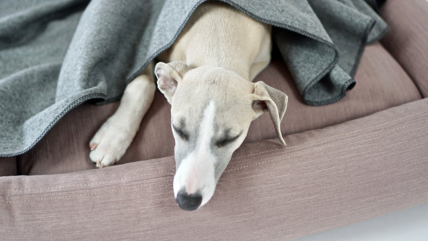 Asnen | Couverture en laine naturelle chaude et élégante pour chien - Jean - Poil - Gris