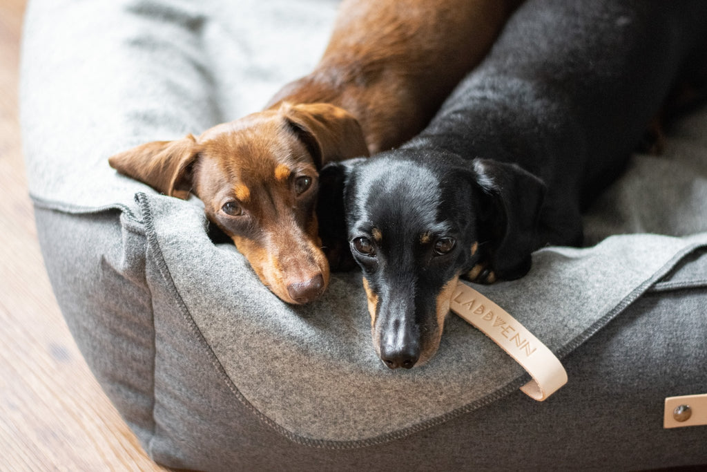 Asnen | Couverture en laine naturelle chaude et élégante pour chien - Jean - Poil - Gris