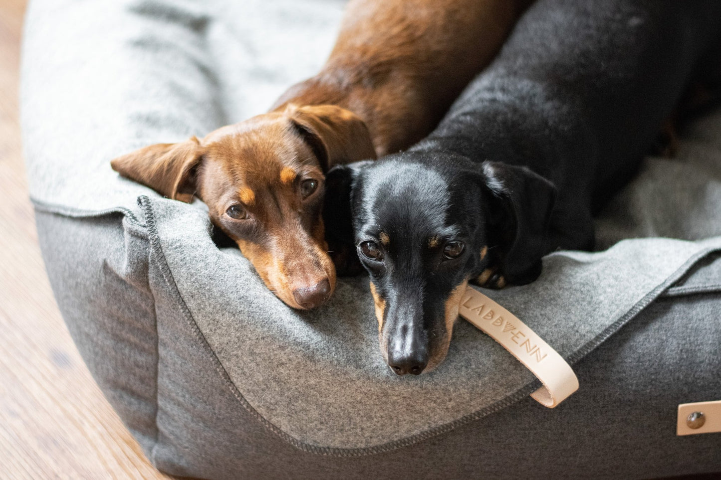 Asnen | Couverture en laine naturelle chaude et élégante pour chien - Jean - Poil - Gris