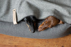 Asnen | Couverture en laine naturelle chaude et élégante pour chien - Jean - Poil - Gris