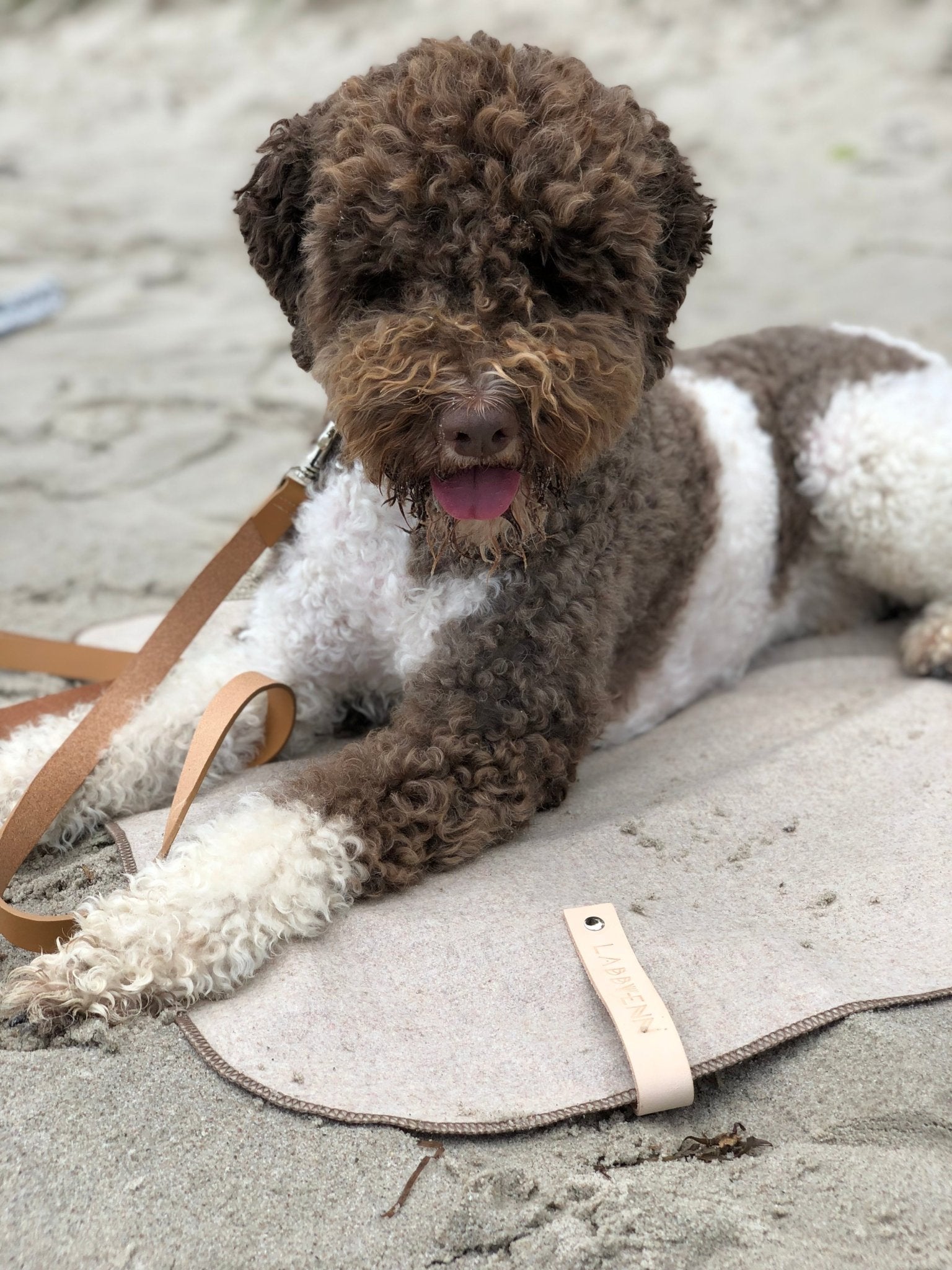 Asnen | Couverture en laine naturelle chaude et élégante pour chien - Jean - Poil - Gris