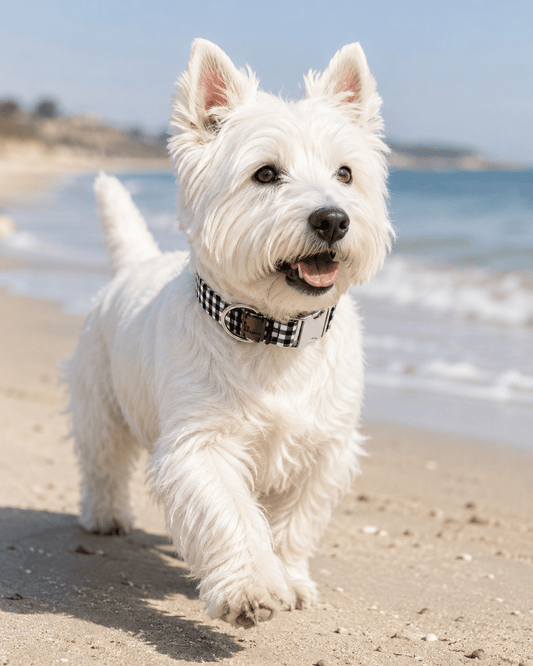 Basic | Collier pour chien fermoir click en tissu vichy fait main - Jean-Poil - Rouge