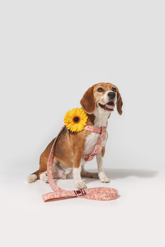 Blossom | Laisse pour chien à motif floral, ville & multipositions, fait main - Jean - Poil - XS