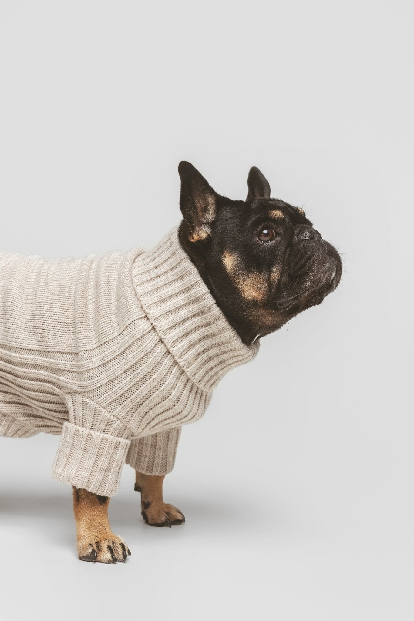 Bone| Pull pour chien blanc cassé - doux & confortable - Jean - Poil - XS