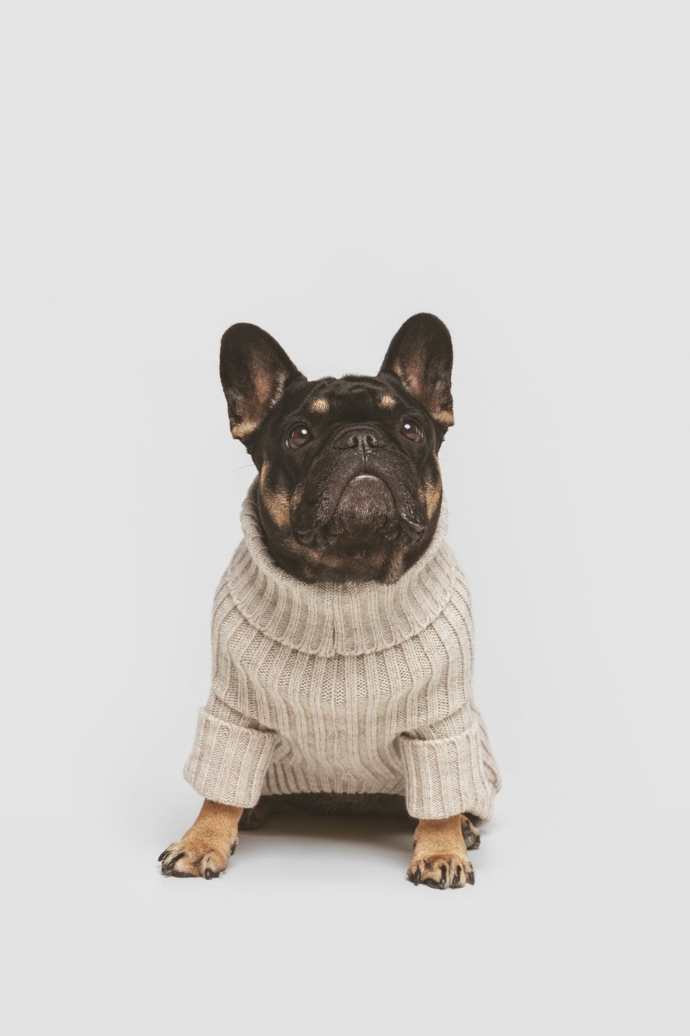 Bone| Pull pour chien blanc cassé - doux & confortable - Jean - Poil - XS