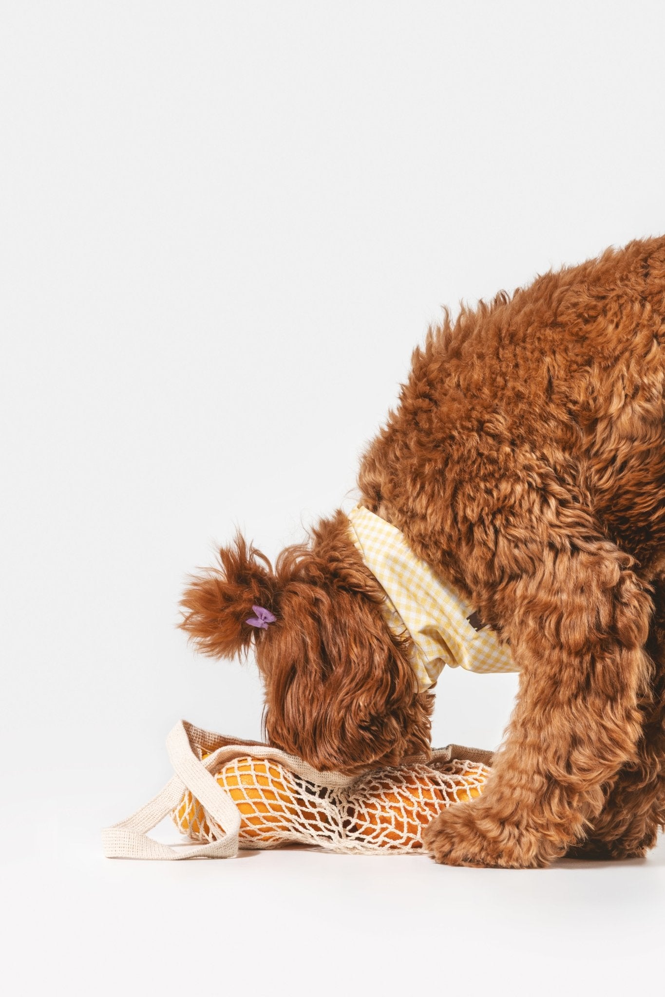 Bouton d'or | Bandana pour chien à carreaux jaunes, fait main - Jean - Poil - S