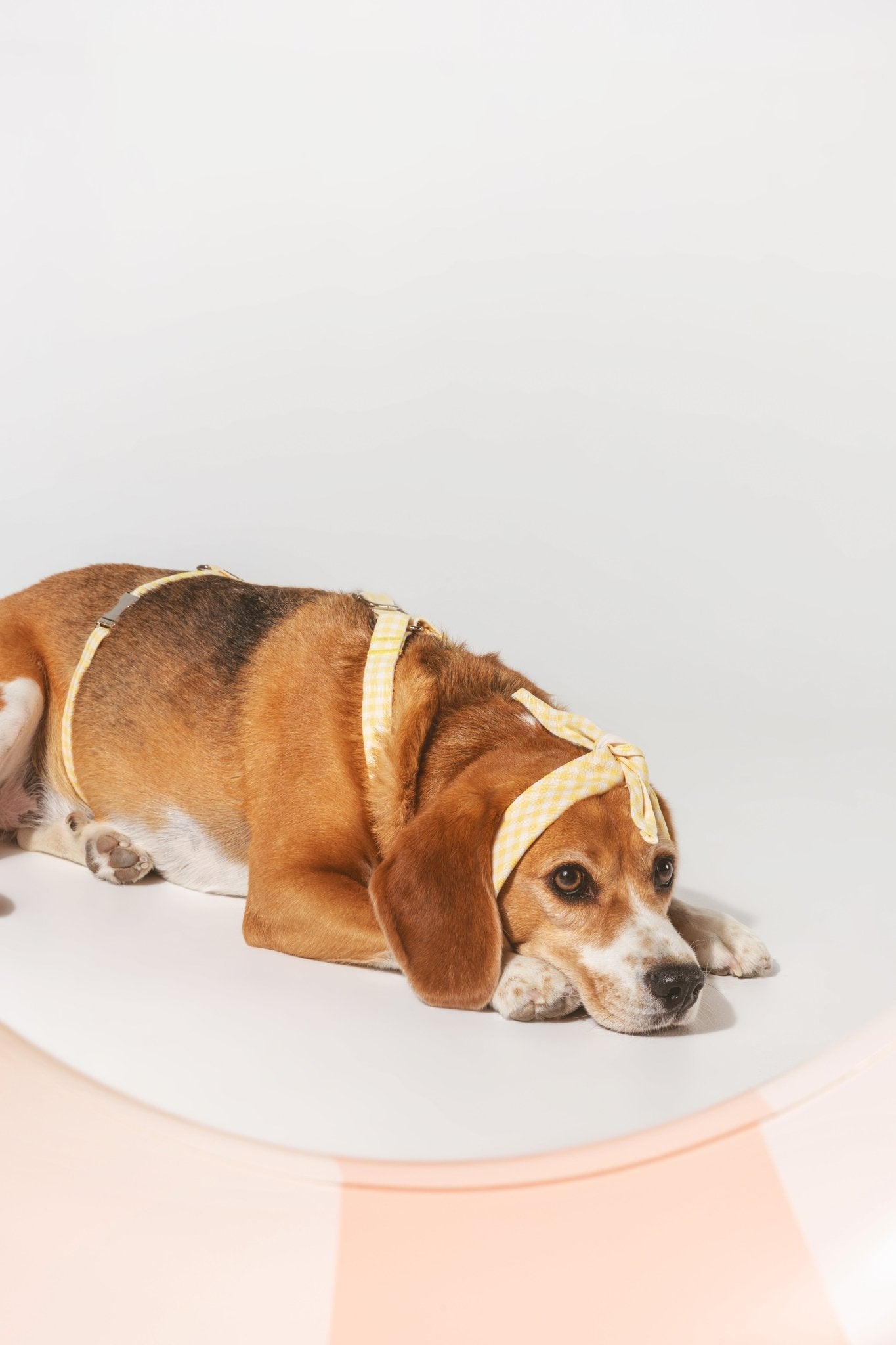 Bouton d'or | Bandana pour chien à carreaux jaunes, fait main - Jean - Poil - S