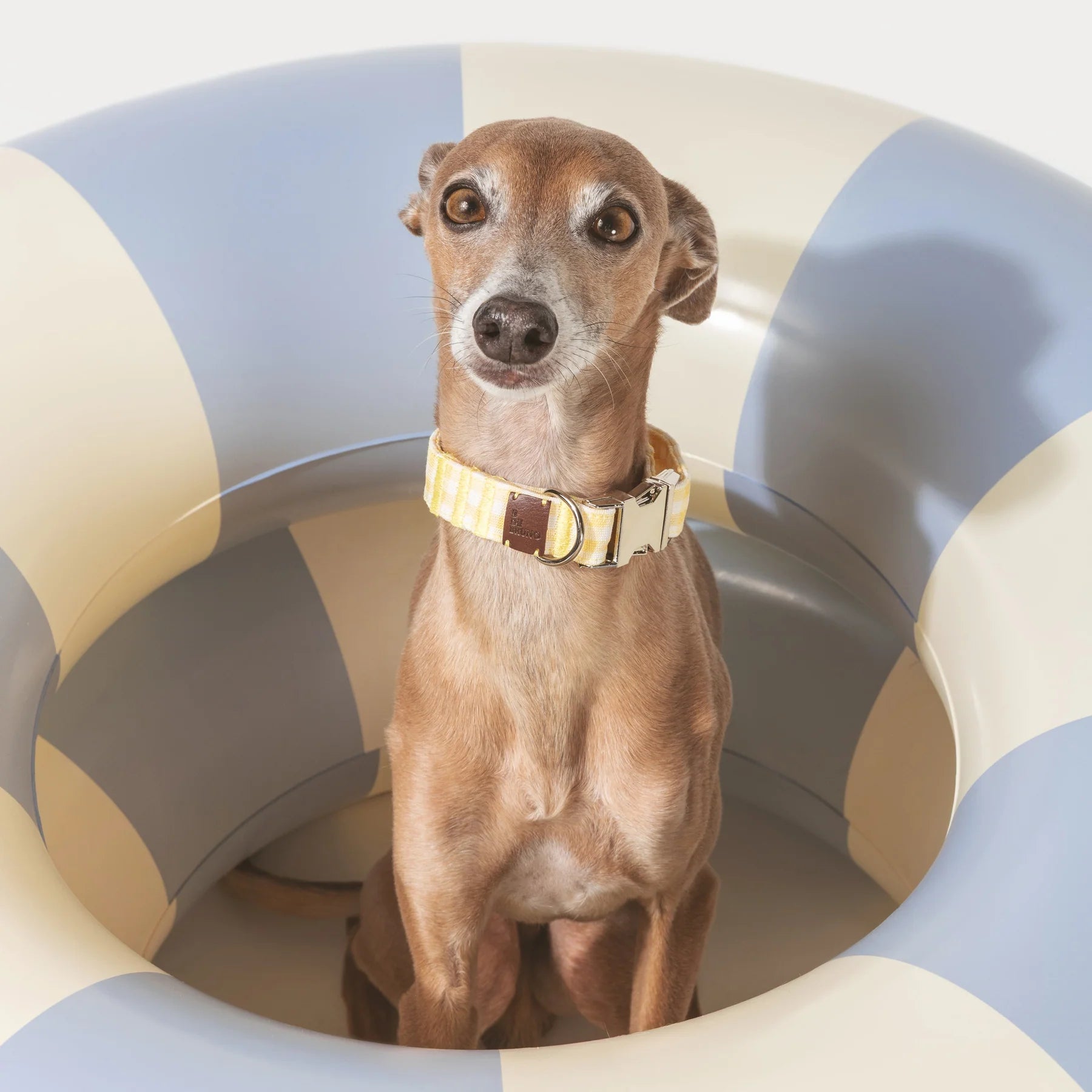 Bouton d'or | Collier pour chien à carreaux jaunes, fait main - Jean - Poil - 2XS